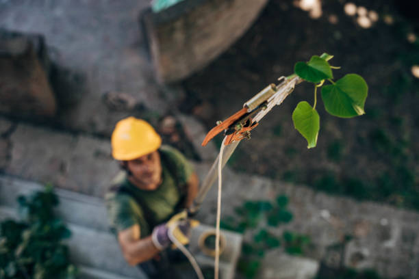 Best Tree Risk Assessment  in Sweeny, TX