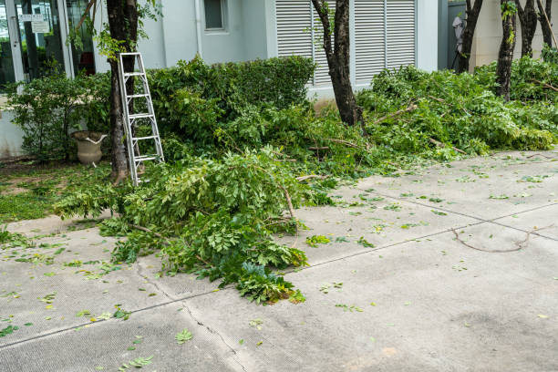 How Our Tree Care Process Works  in  Sweeny, TX